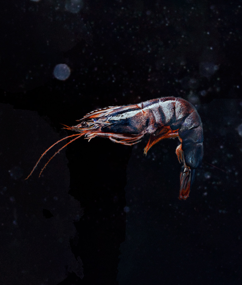 shrimp_BA